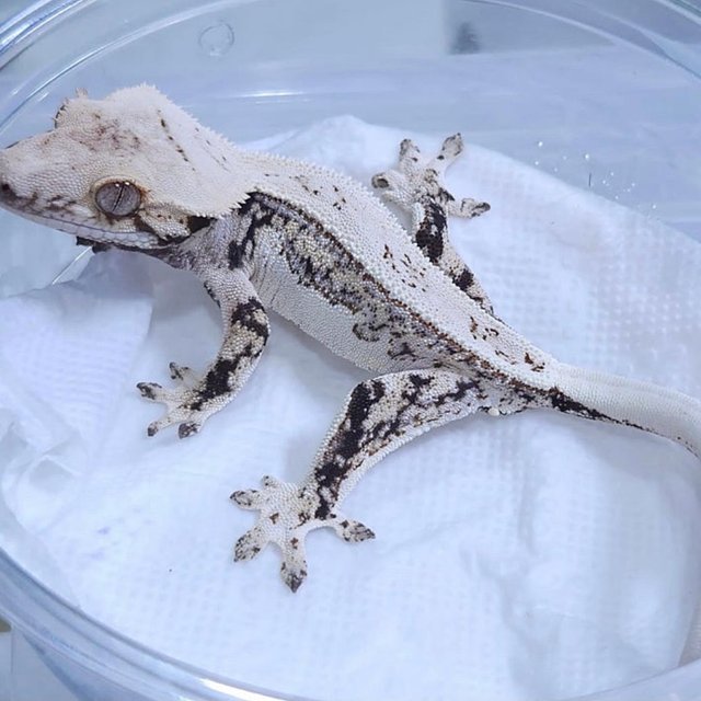 Normal Full Pinstripe White Spot Tri Drippy Quad