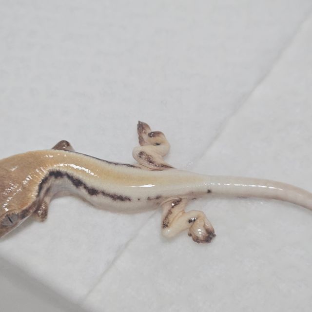 릴리 세이블 솔리드백