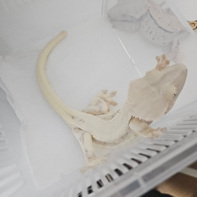 릴리화이트 트라이