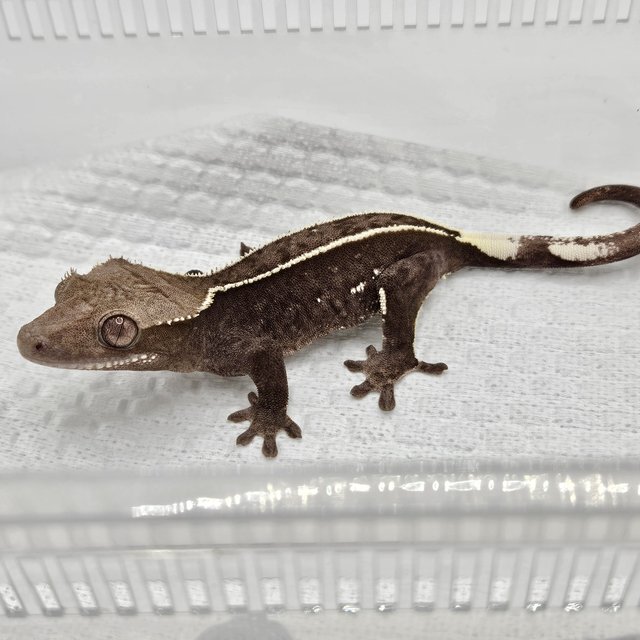 아잔틱 풀핀 핀스트라이프