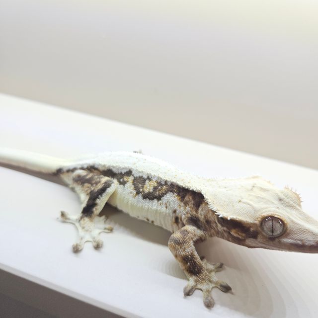 릴리화이트 트라이