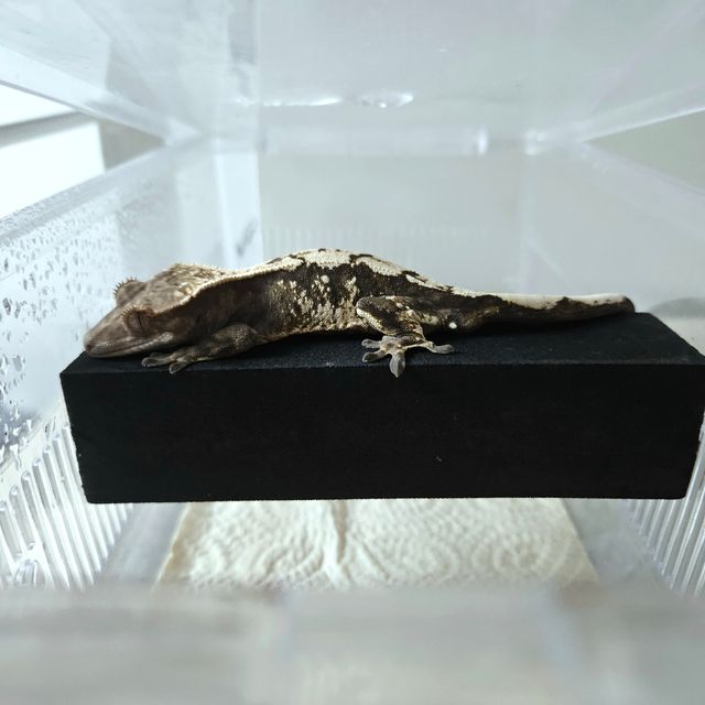 세이블