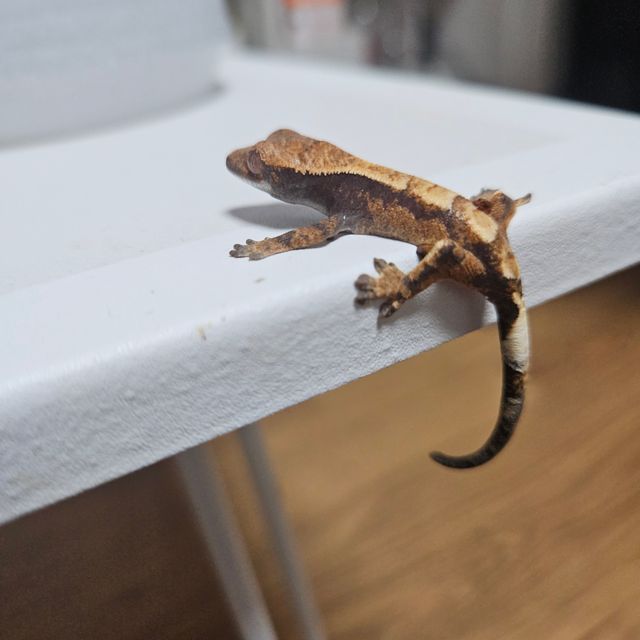 세이블
