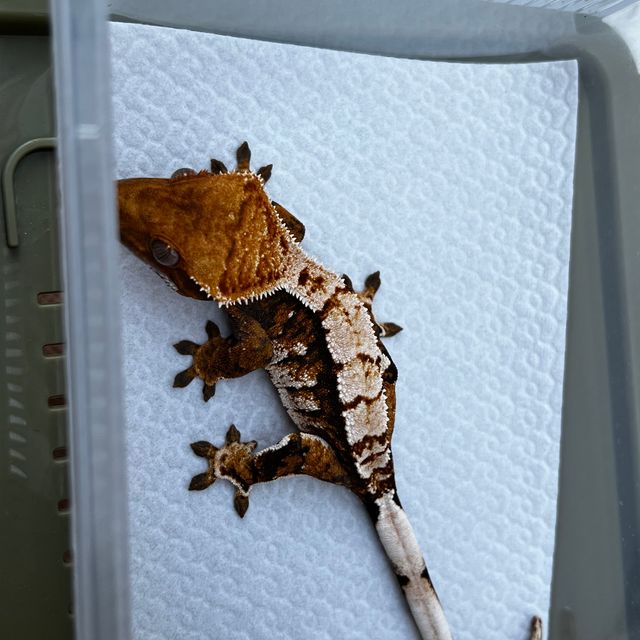트라이 텐저린