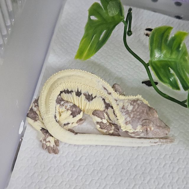 프라푸치노 드리피 화이트스팟