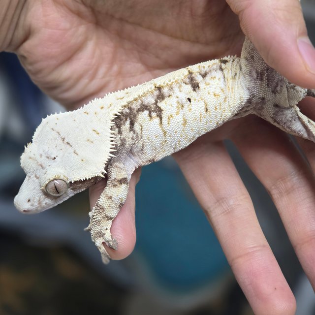 트라이 노멀 화이트스팟