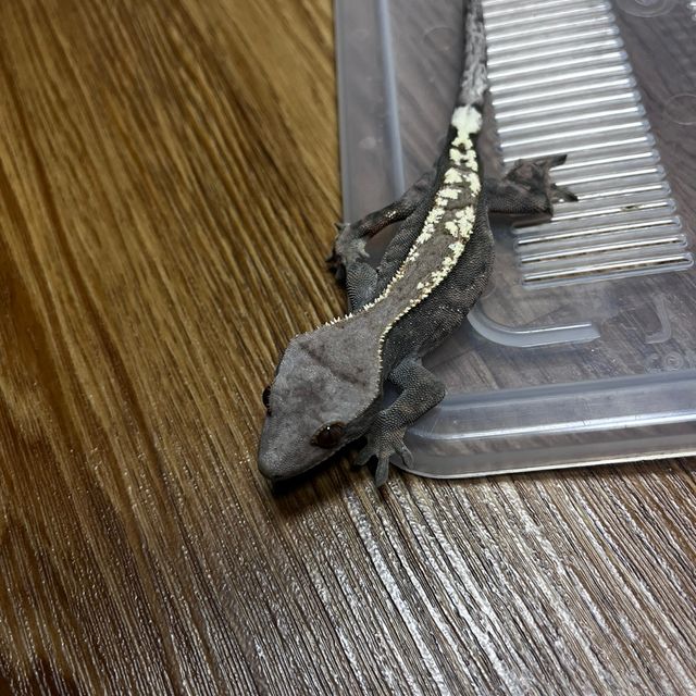 다크 세이블