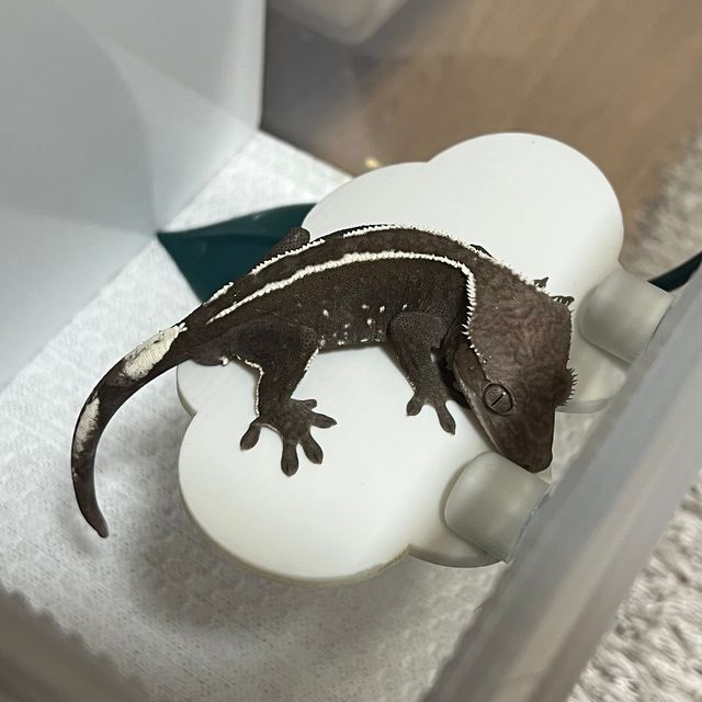 아잔틱