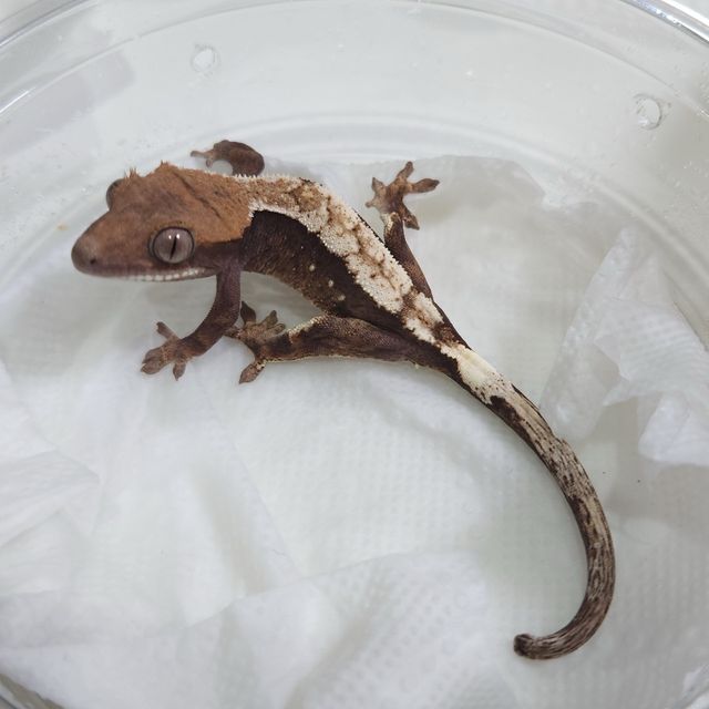 세이블