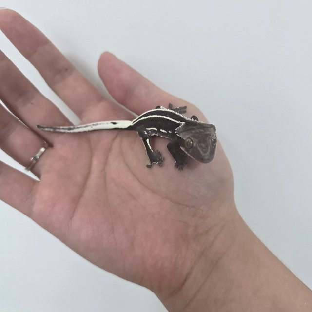 Axanthic Full Pinstripe Quad