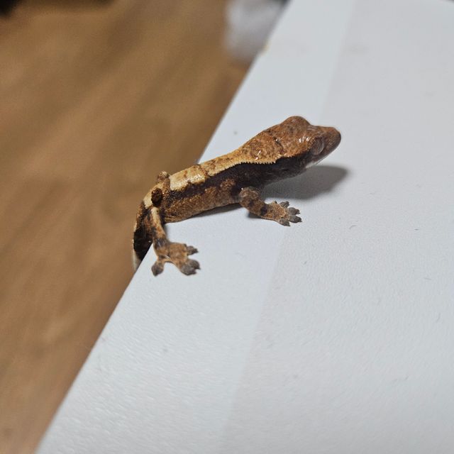 세이블