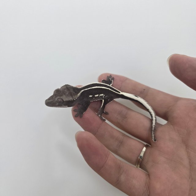 Axanthic Full Pinstripe Quad