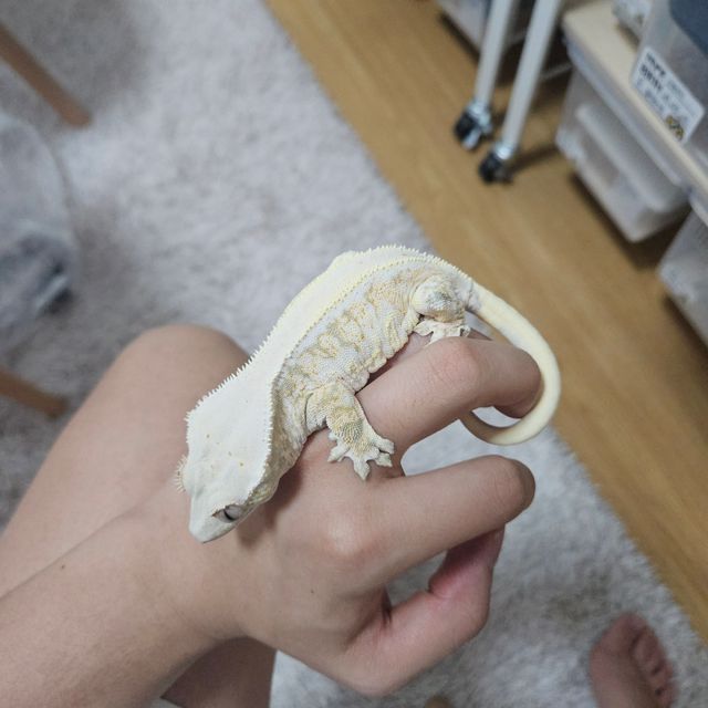 릴리화이트 트라이