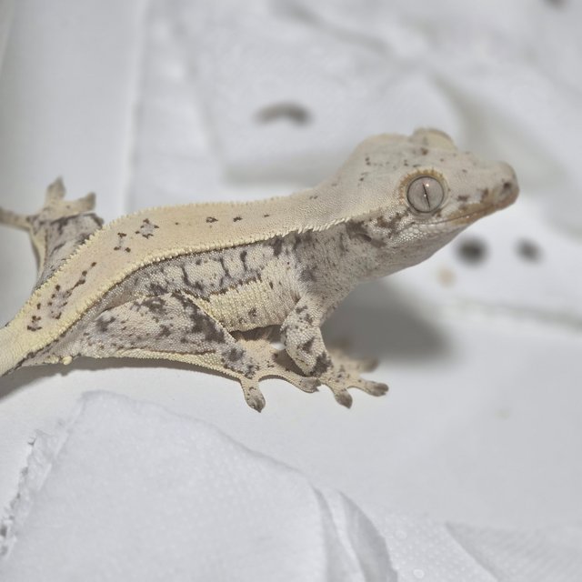 노멀 트라이 풀핀 쿼드 드리피