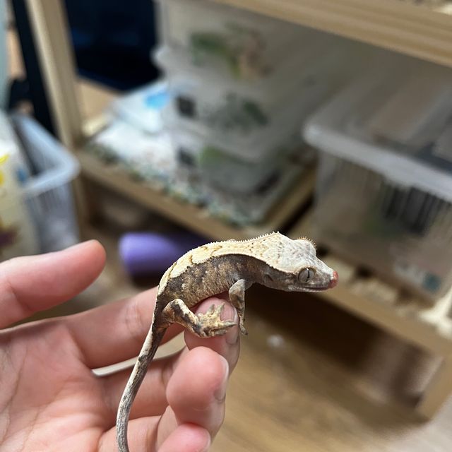 세이블