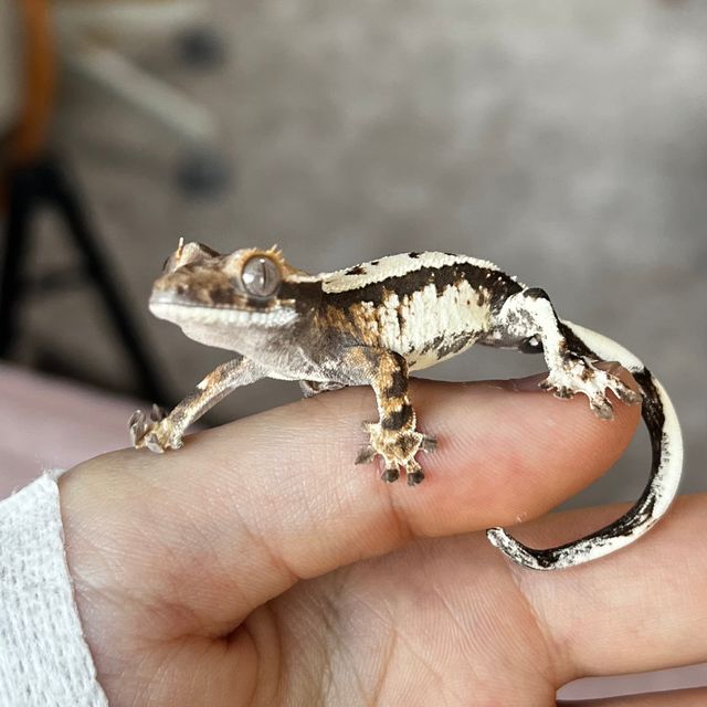 세이블 트라이