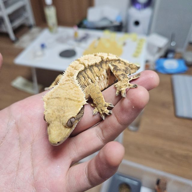 트라이 익스트림할리퀸 노멀