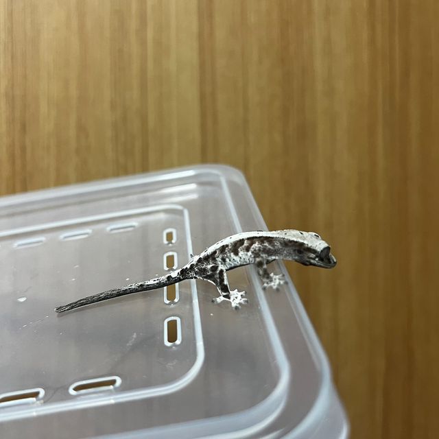 루왁 릴리