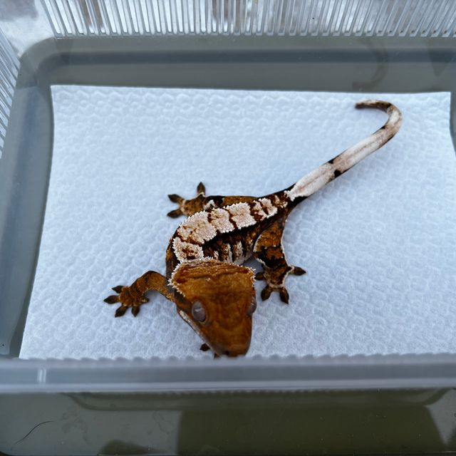 트라이 텐저린