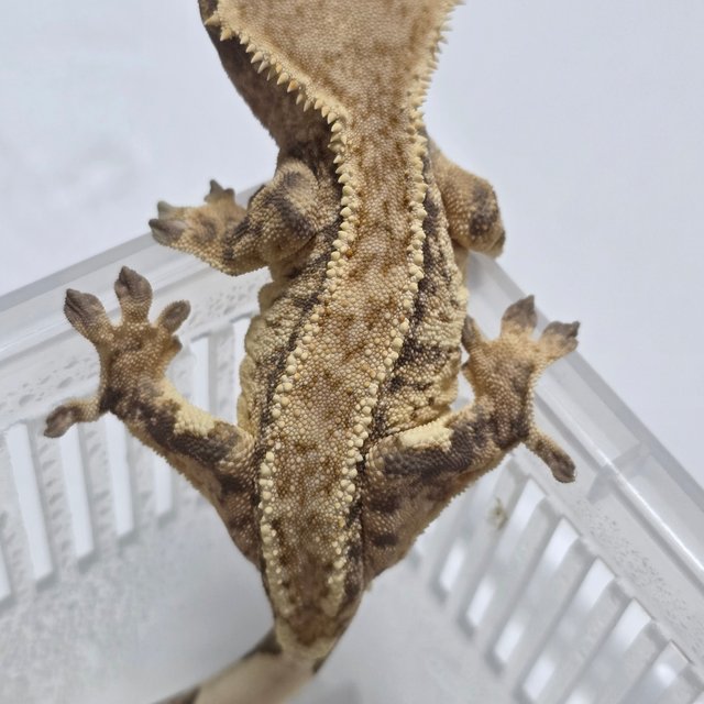 Tri
