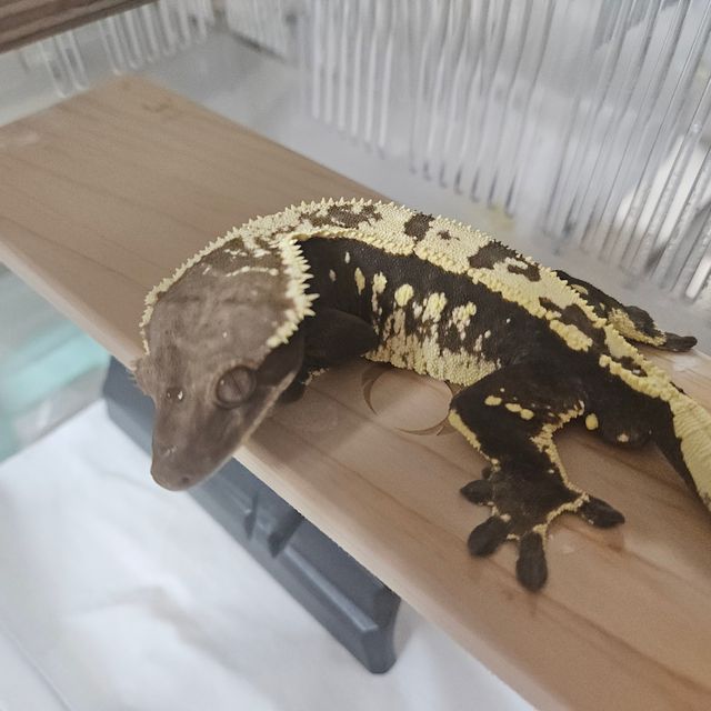 세이블
