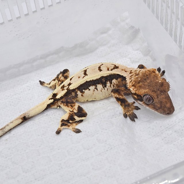 세이블 트라이 핀스트라이프