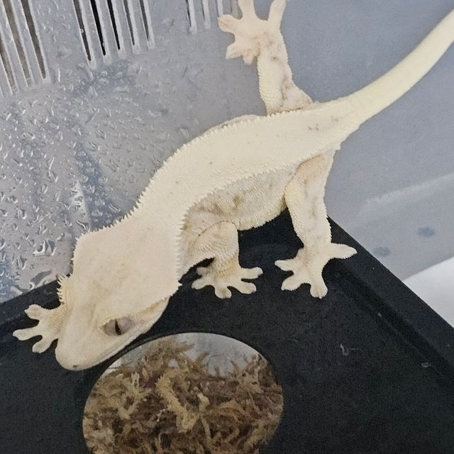 릴리화이트 트라이