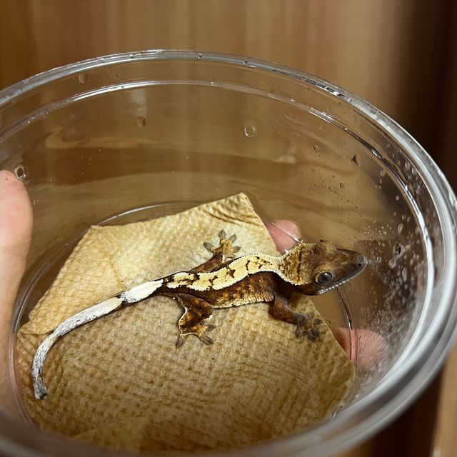 세이블