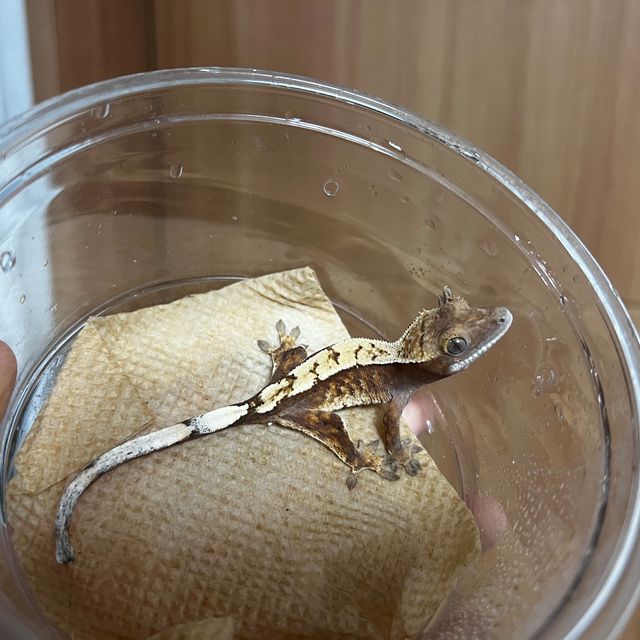세이블