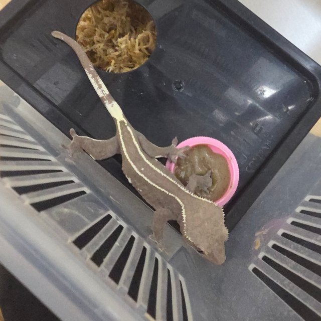 Axanthic Full Pinstripe Pinstripe