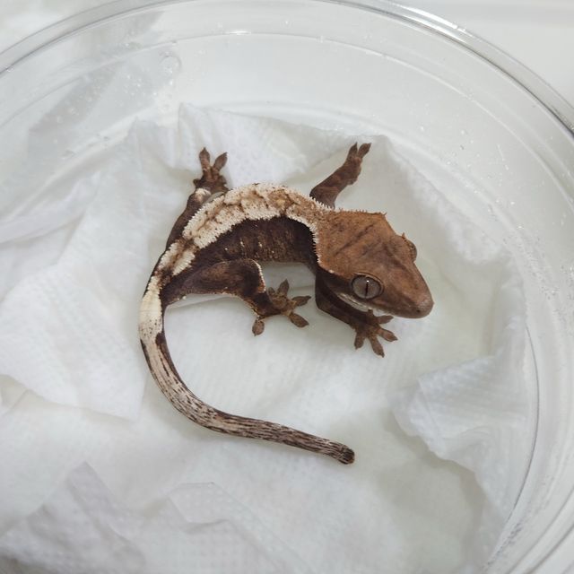 세이블