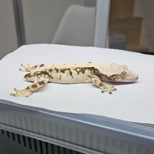 Normal Tri White Spot