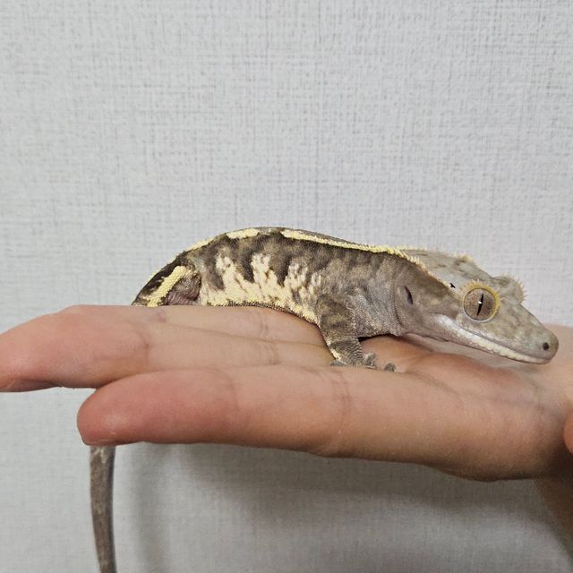 카푸치노