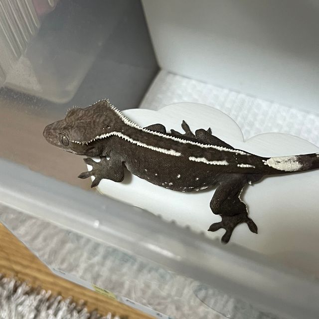아잔틱