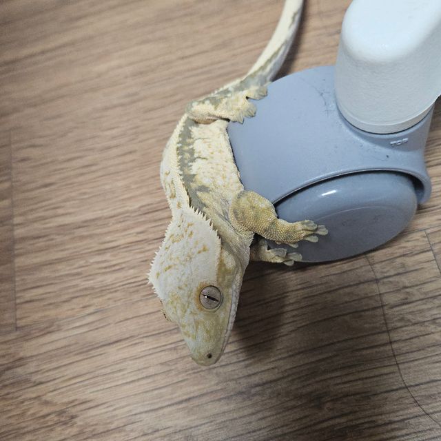 노멀 트라이 쿼드 익스트림할리퀸 풀핀