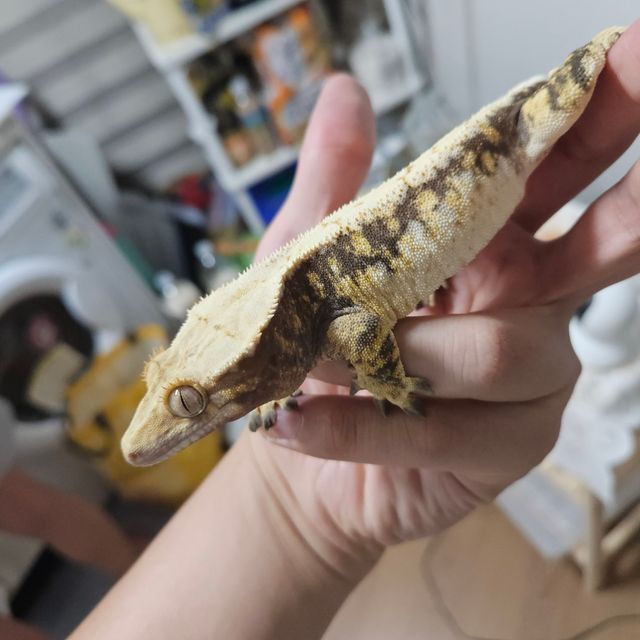 트라이 화이트