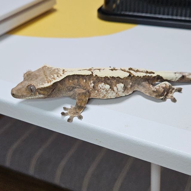 세이블 트라이 달마시안
