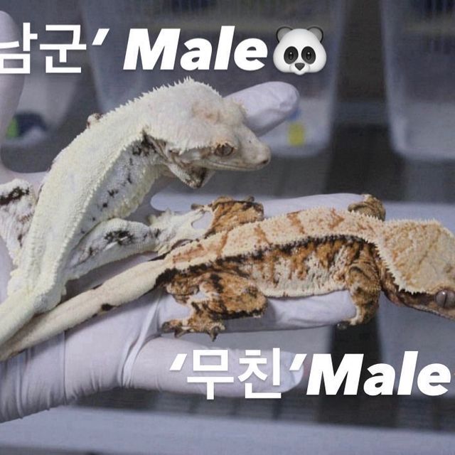 쿼드 노멀 풀핀