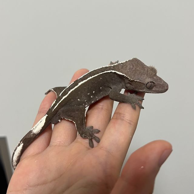 아잔틱