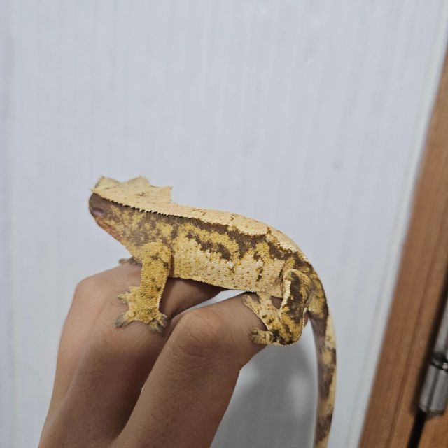 트라이 핀스트라이프 노멀