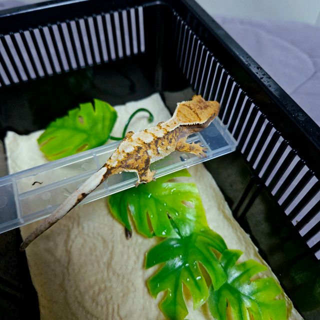 트라이 텐저린