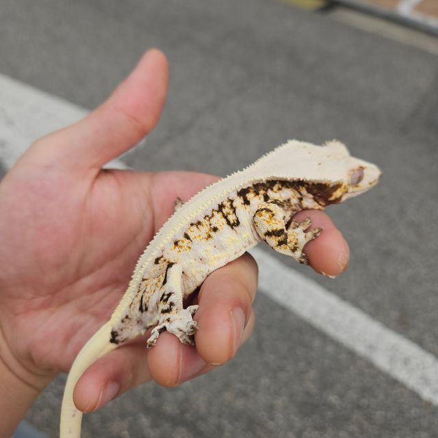 릴리화이트 트라이