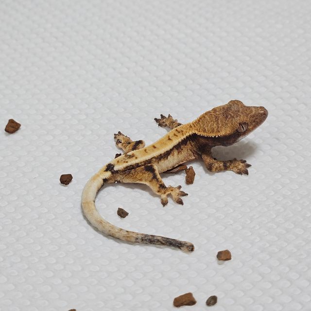 세이블 트라이