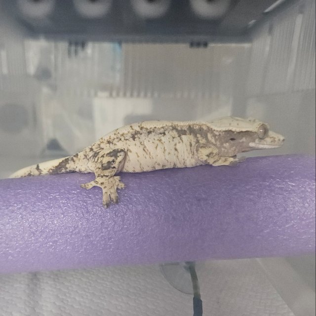 트라이 노멀 화이트스팟