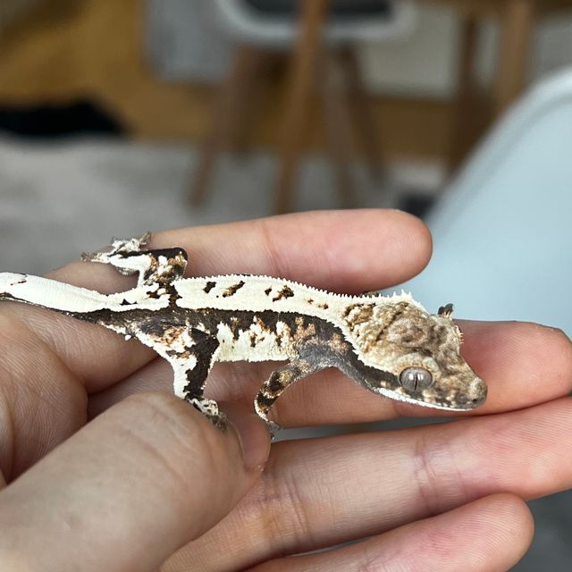 세이블 트라이