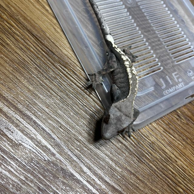 다크 세이블