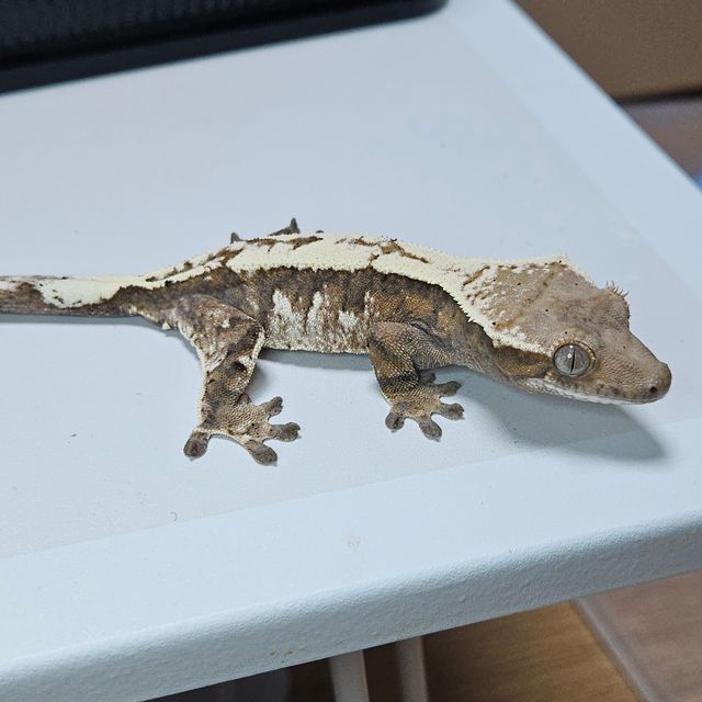 세이블 트라이 달마시안