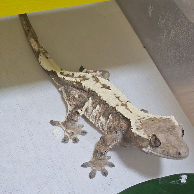세이블 트라이 달마시안