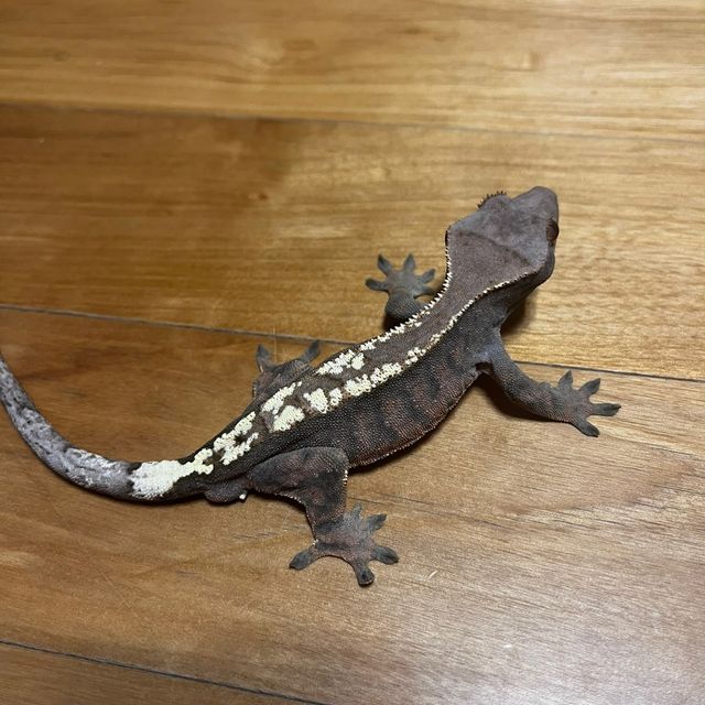 다크 세이블