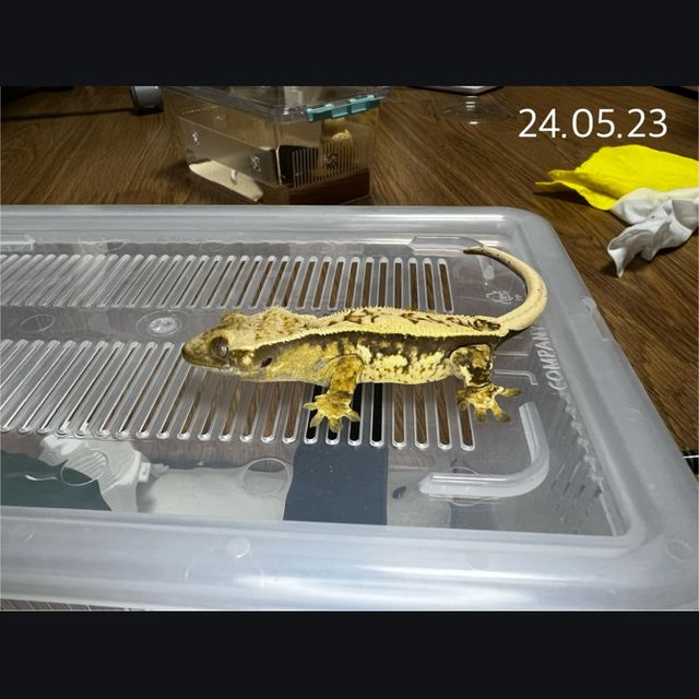노멀 트라이 쿼드 익스트림할리퀸 풀핀